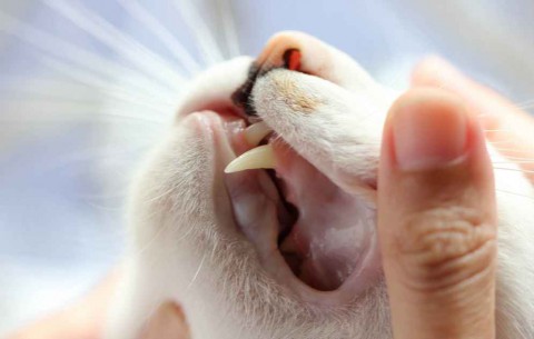 Pets Dental Health